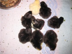 8 av 10 gg vart kycklingar hos en kund