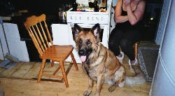 Bamse januari 2009