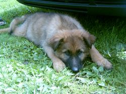 Bamse hade redan bestmt sig fr att flja med oss hem, la sig bestmt framfr vr bil. Och d va valet redan klart!!! 
Du fljde med oss hem 7 Juli 2007.
