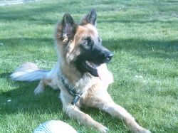 Bamse 11 mnader