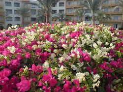 Bouganvilla i Hurghada.