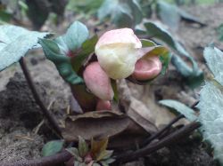 Spnnande fortsttning p 'Winter Moonbeam'