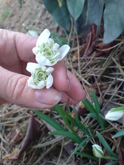Dubbla sndroppar 'Flore plena'