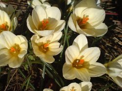 Crocus 'Cream Beauty'