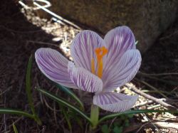 Crocus