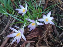 Crocus