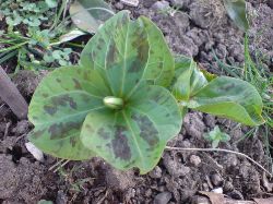 Min frsta Trillium r pvg att blomma. Trillium chloropetalum, som jag fick av Asta Carlsson frra sommaren. Ls hr om Asta, hur hon startade Hallandskretsen av Trdgrdsamatrerna