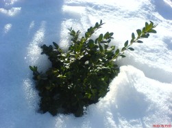 Hej hall! Nu skymtar vi vren!! Solen tinar och buxbom kikar upp ur sitt sntcke. Ser ni vad den strcker sig efter solen..... Vrm mej, vrm mej!