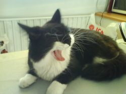 En av mina katter