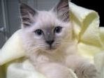 S hr kan en Ragdoll se ut