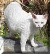 S hr kan en Devon rex se ut