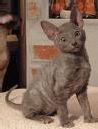 S hr kan en Cornish rex se ut
