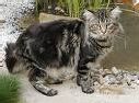 S har kan en Maine Coon