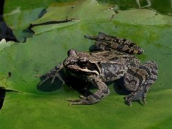 kergroda, Rana arvalis