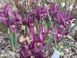 Iris reticulata 'Zwanenburg'.