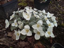 Trillium nivale, Sntreblad 