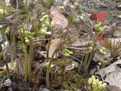 Spirande svavelgul cardamine (tandrot)
