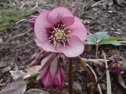 Helleborus hybrid (Julros)