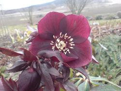 Helleborus hybrid (Julros)