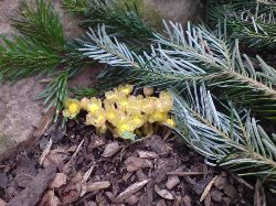 Haquetia epipactus smyger upp sina blommor innan bladverket har vaknat.