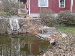 Koidammen r kantad av en enorm Gunnera, olika sortes ljung och mycket annat.