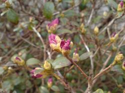 Rhododendron i ljuvliga knoppar.