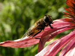 Eristalis tenax, Slamfluga