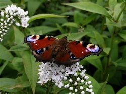 Pfgelfluga