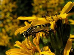 Solblomfluga, Helophilus pendulus
