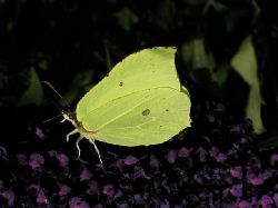 Citronfjril