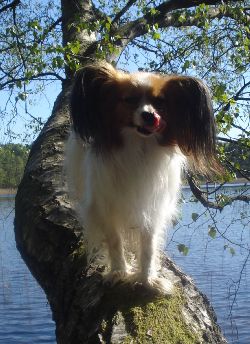 Elvis