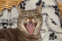 Alfons