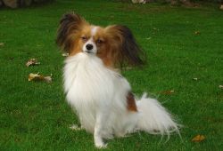 Elvis