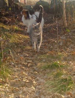 Alfons och Elvis p promenad