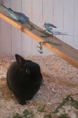 Kalle, Knut och Moses