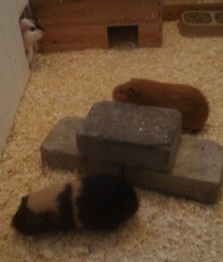 Asta, Berit och Ulf