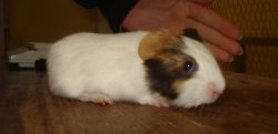 Bert9 dagar gammal