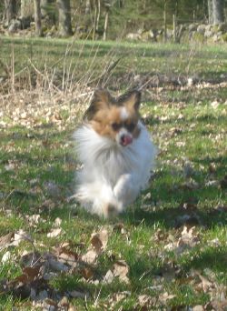 Full fart p Elvis