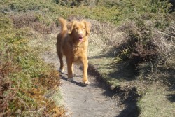 Tippsi p promenad p stranden, maj -09