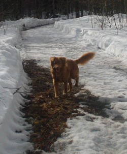 Tippsi med kotte i munnen :)   mar -10