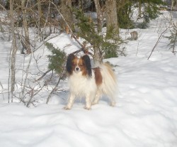 Elvis