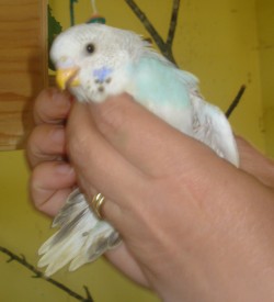 Unge 1