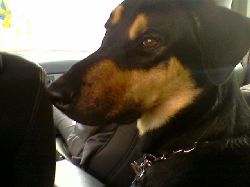 devilvalp  IKKES VALP 2 r. Devil. Mamma vr dobermann Thea.