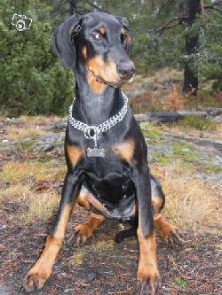 dobbissundsvall.jpg  DET HR R MIN DOBERMANN TIK NINJA!
