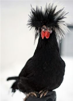 dvargvithatta.jpg  HNA AV RASEN DVRG VIT HTTA PUNKARE?hahaha