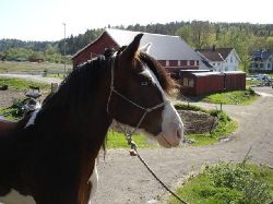 fin1  EN HST SOM HETER ASK.FIN HAR BL GON. SN VILL JA AH NR JA HAR HUS.