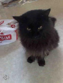 fluff1  Fluffen min kisse