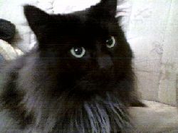 fluff4  FLUFFEN I SOFFAN HOS MIG:
