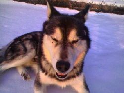 ikke1  Ikke min alaskan malamute