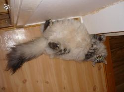 rygg.jpg  s hr ligger mina katter jmt.. och fluff snarkar!